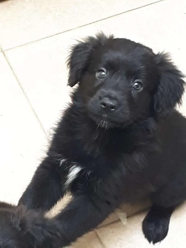 Cachorro ra a srd idade 2 a 6 meses nome Pistache