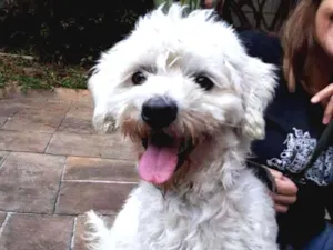 Cachorro raça MIX POODLE idade 3 anos nome Bethoven