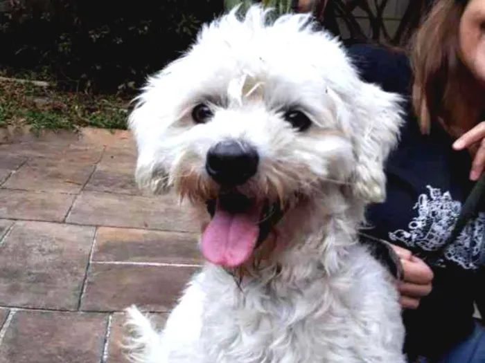 Cachorro ra a MIX POODLE idade 3 anos nome Bethoven