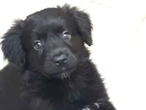Cachorro raça srd idade 2 a 6 meses nome Pistache