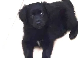 Cachorro raça srd idade 2 a 6 meses nome Nutella