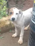 pirata