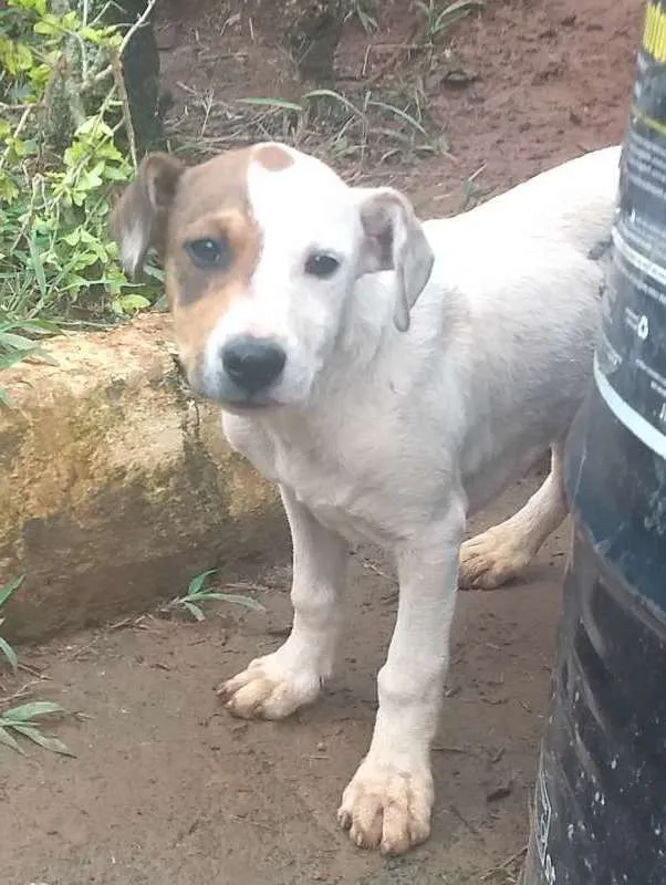 Cachorro raça vira-lata idade 2 a 6 meses nome pirata