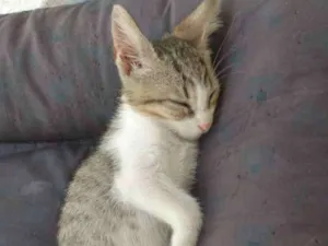 Gato raça Srd idade Abaixo de 2 meses nome Mike