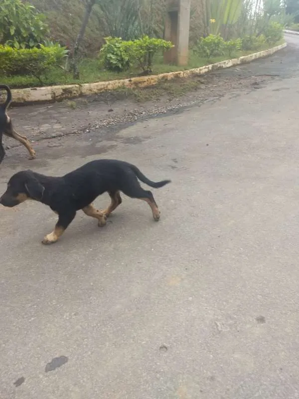 Cachorro raça vira-lata idade 2 a 6 meses nome sem nome