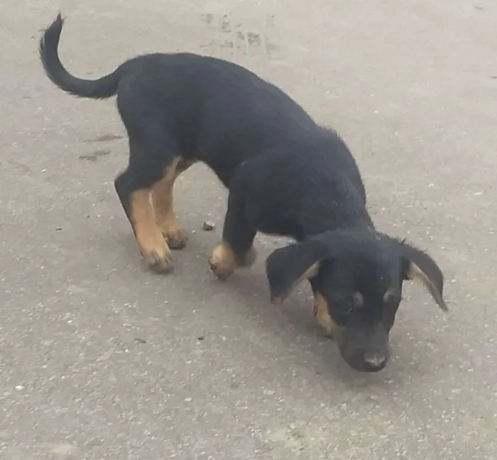 Cachorro raça vira-lata idade 2 a 6 meses nome sem nome