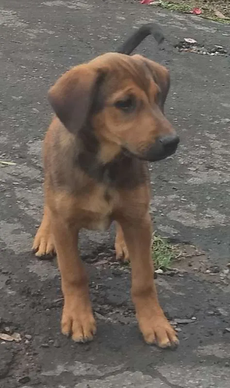 Cachorro raça vira-lata idade 2 a 6 meses nome sem nome