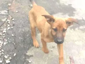Cachorro raça vira-lata idade 2 a 6 meses nome sem nome
