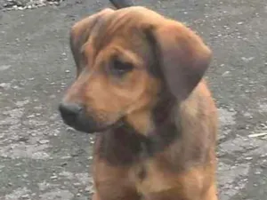 Cachorro raça vira-lata idade 2 a 6 meses nome sem nome
