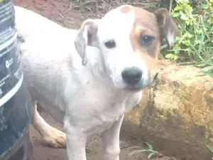 Cachorro raça vira-lata idade 2 a 6 meses nome pirata