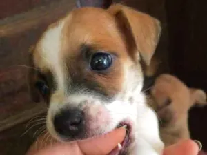 Cachorro raça SRD idade Abaixo de 2 meses nome Filhotinhos 