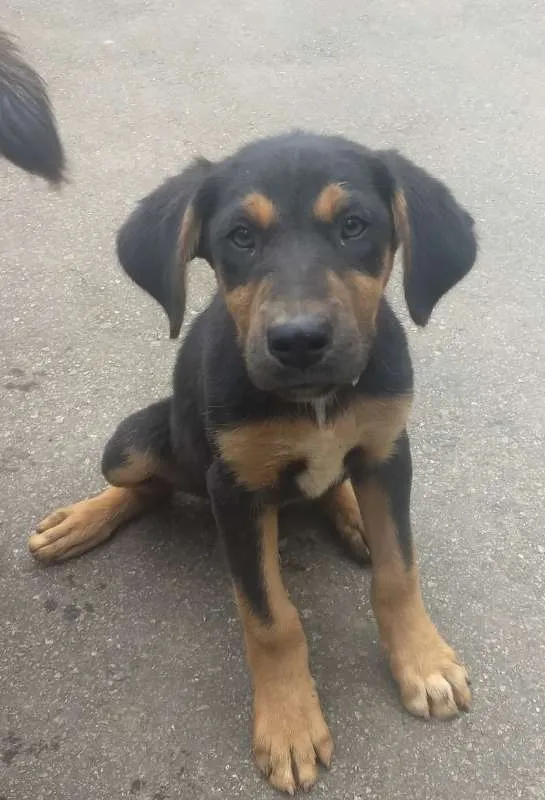 Cachorro raça vira-lata idade 2 a 6 meses nome sem nome