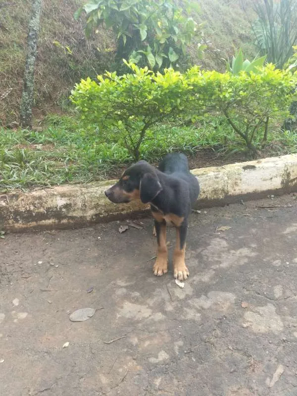 Cachorro raça vira-lata idade 2 a 6 meses nome sem nome