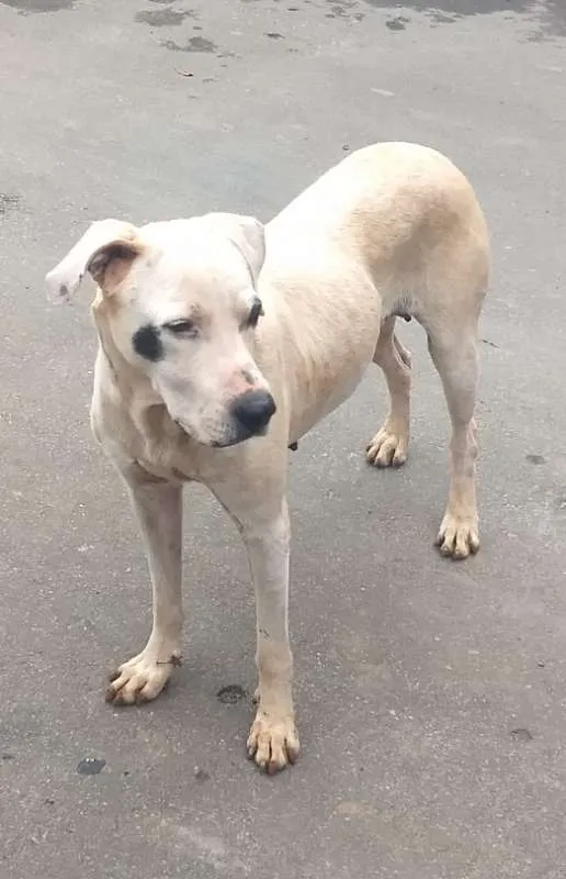 Cachorro raça vira-lata idade 1 ano nome sem nome