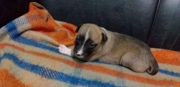 Cachorro ra a vira-lata  idade Abaixo de 2 meses nome Molly