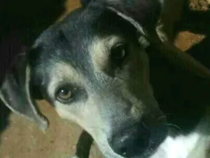 Cachorro raça vira lata idade 3 anos nome nao tem