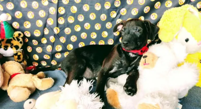 Cachorro raça SRD idade 2 a 6 meses nome BRUCE