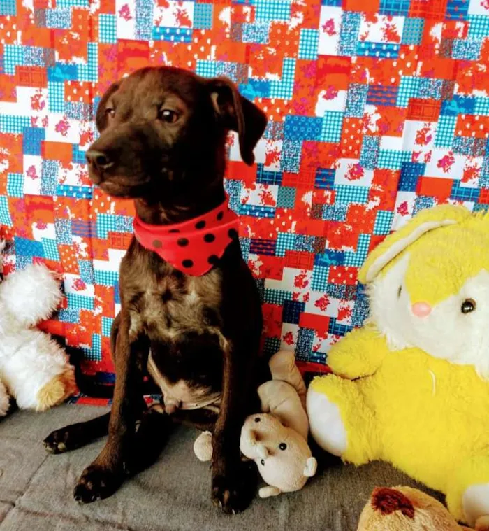 Cachorro raça SRD idade 2 a 6 meses nome BRUCE