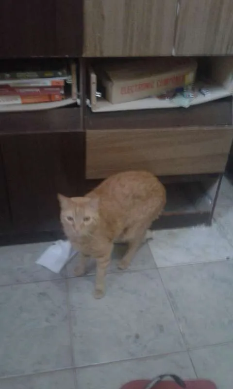 Gato ra a SRD idade 2 anos nome HARU