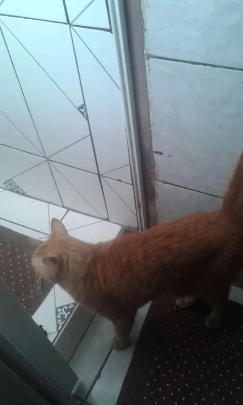 Gato ra a SRD idade 2 anos nome HARU