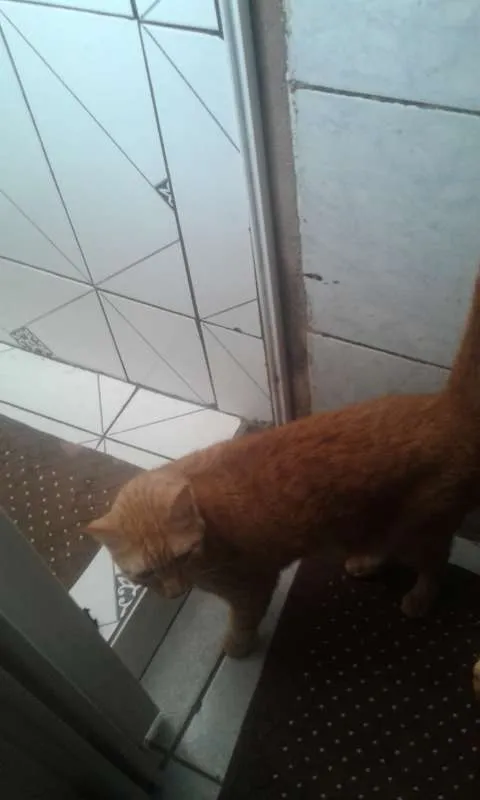 Gato ra a SRD idade 2 anos nome HARU