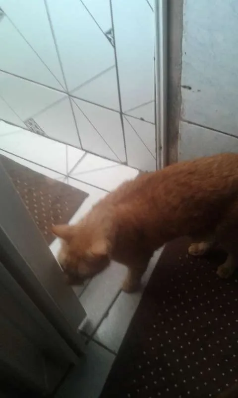 Gato ra a SRD idade 2 anos nome HARU