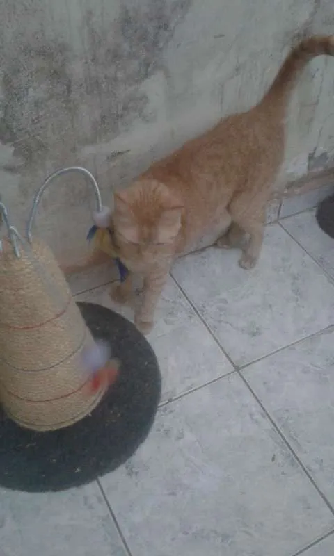 Gato ra a SRD idade 2 anos nome HARU