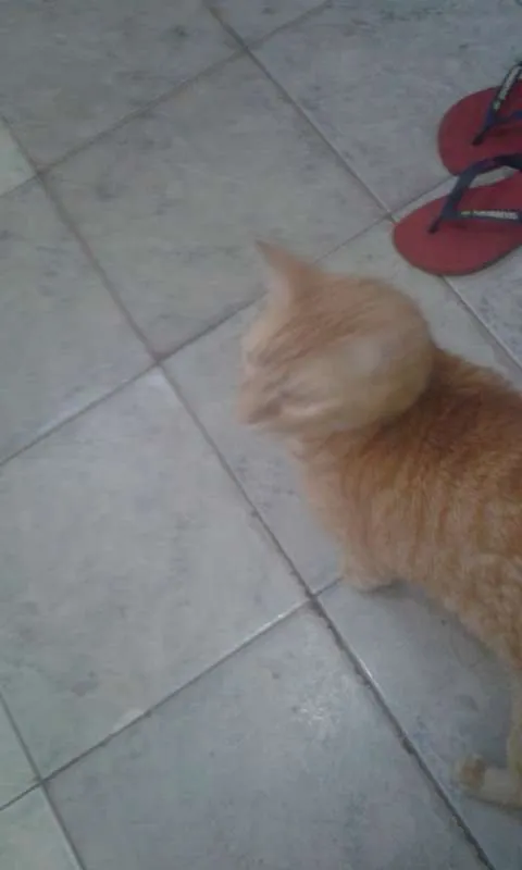 Gato ra a SRD idade 2 anos nome HARU
