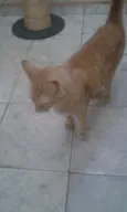 HARU