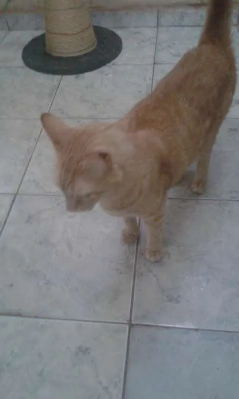 Gato ra a SRD idade 2 anos nome HARU