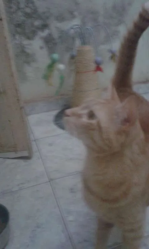 Gato ra a SRD idade 2 anos nome HARU