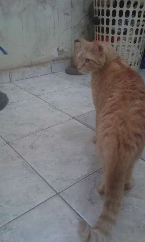 Gato ra a SRD idade 2 anos nome HARU
