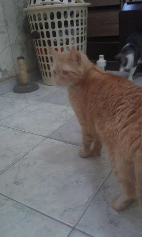 Gato ra a SRD idade 2 anos nome HARU