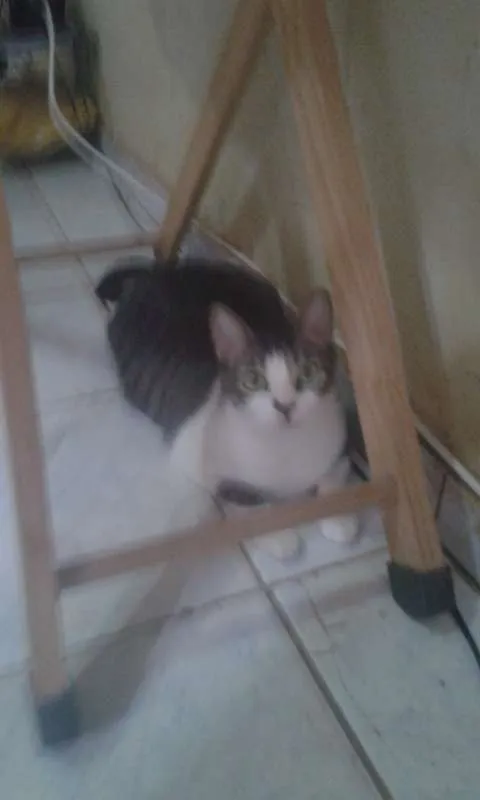 Gato ra a SRD idade 2 anos nome HARU