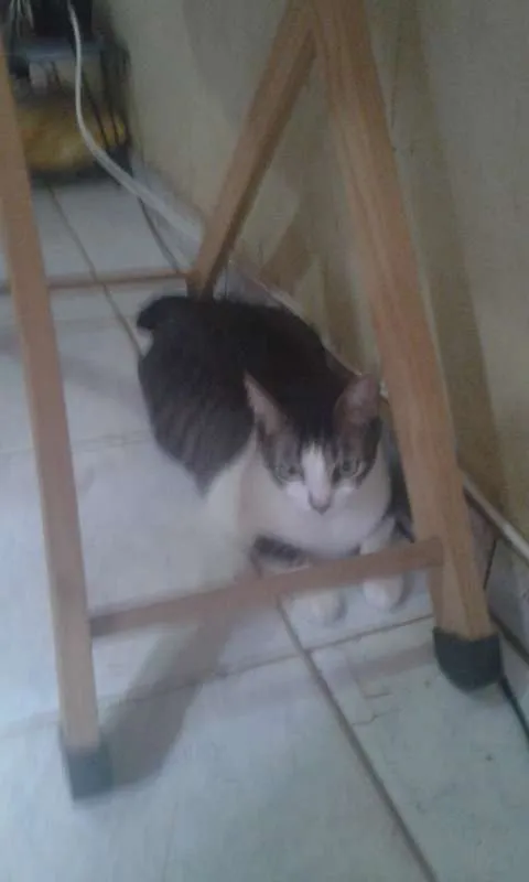 Gato ra a SRD idade 2 anos nome HARU