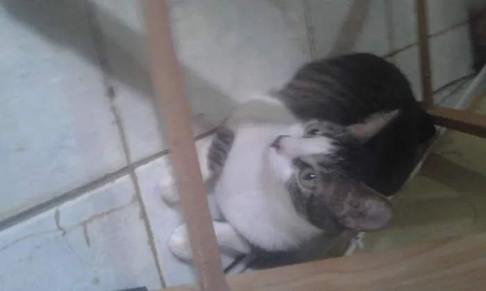 Gato ra a SRD idade 2 anos nome HARU