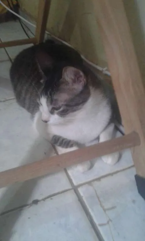 Gato ra a SRD idade 2 anos nome HARU
