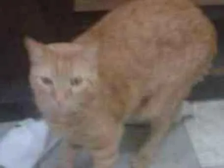 Gato ra a SRD idade 2 anos nome HARU