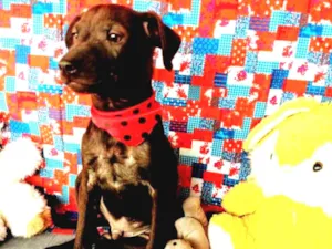 Cachorro raça SRD idade 2 a 6 meses nome BRUCE