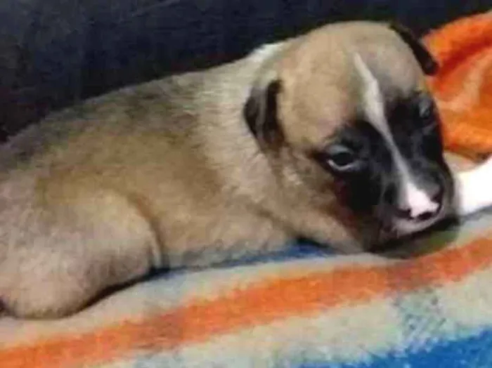 Cachorro ra a vira-lata  idade Abaixo de 2 meses nome Molly