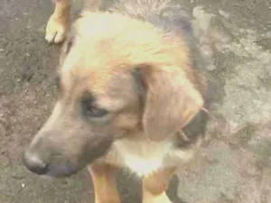 Cachorro raça vira-lata idade  nome sem nome