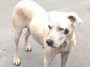 Cachorro raça vira-lata idade 1 ano nome sem nome