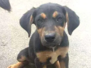 Cachorro raça vira-lata idade 2 a 6 meses nome sem nome