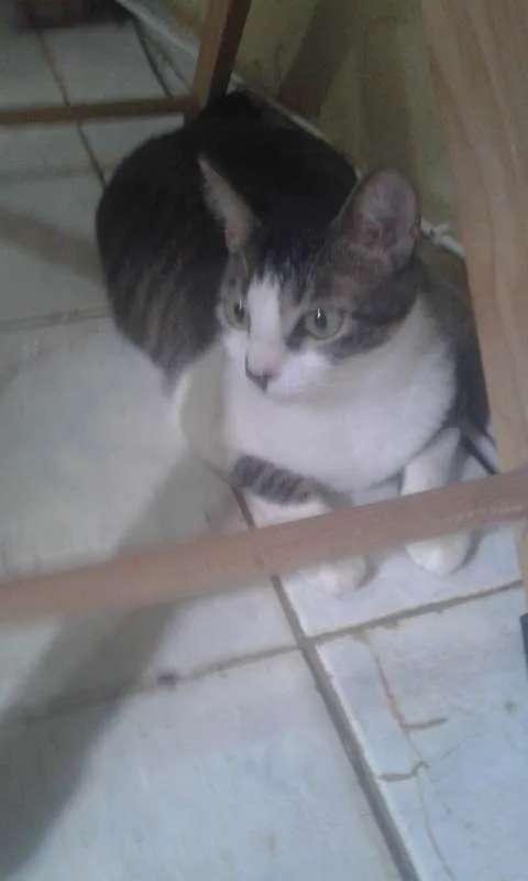 Gato ra a SRD idade 2 anos nome CAROL