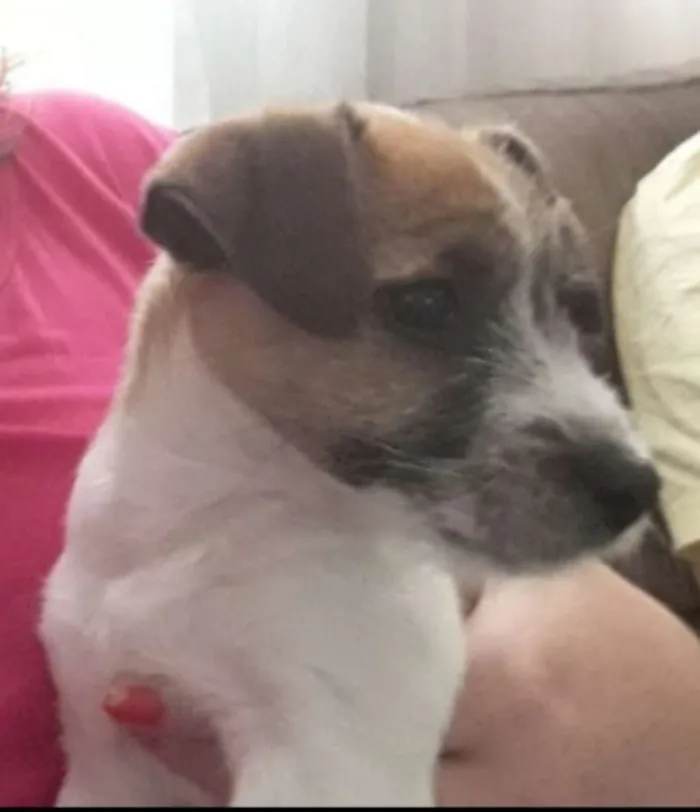Cachorro ra a Vira lata  com pinscher idade 2 a 6 meses nome Scooby
