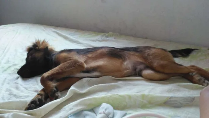 Cachorro ra a Vira lata com pastor alemão idade 2 a 6 meses nome Doki
