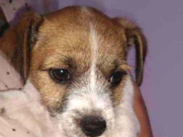 Cachorro ra a Vira lata  com pinscher idade 2 a 6 meses nome Scooby
