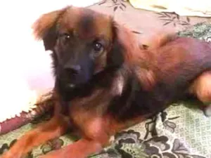 Cachorro raça Vira lata com pastor alemão idade 2 a 6 meses nome Doki