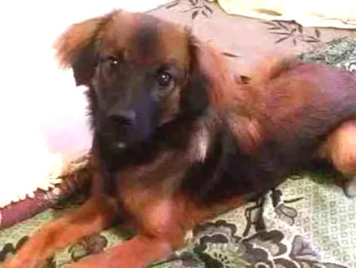 Cachorro ra a Vira lata com pastor alemão idade 2 a 6 meses nome Doki