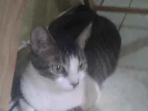 Gato raça SRD idade 2 anos nome CAROL